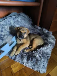 Cachorro raça SRD-ViraLata idade 2 a 6 meses nome Janis