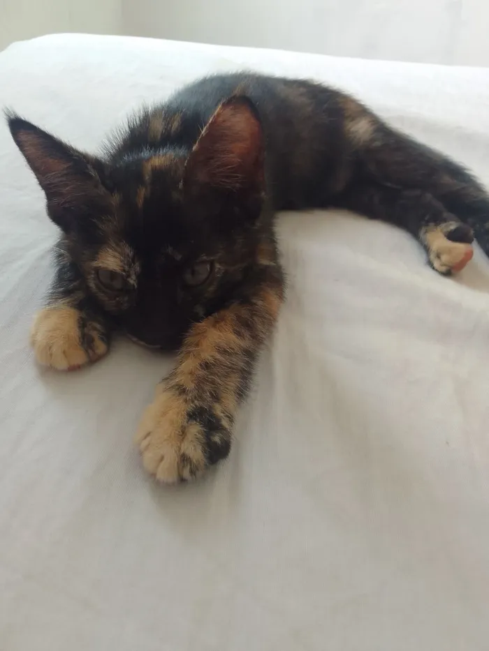 Gato raça SRD-ViraLata idade 2 a 6 meses nome Sem nomes