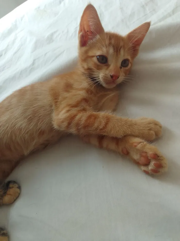 Gato raça SRD-ViraLata idade 2 a 6 meses nome Sem nomes