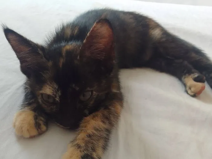 Gato raça SRD-ViraLata idade 2 a 6 meses nome Sem nomes