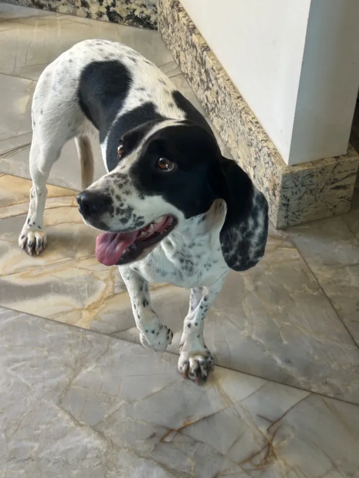 Cachorro raça SRD-ViraLata idade 2 anos nome Não sei