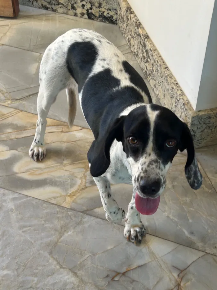 Cachorro raça SRD-ViraLata idade 2 anos nome Não sei