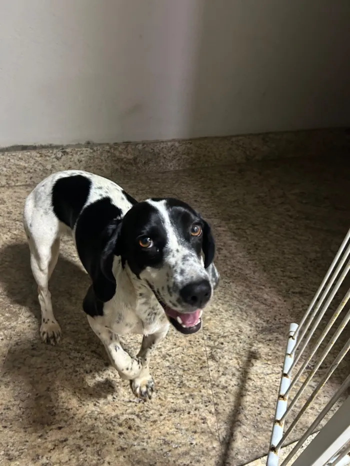 Cachorro raça SRD-ViraLata idade 2 anos nome Não sei