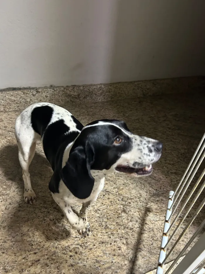 Cachorro raça SRD-ViraLata idade 2 anos nome Não sei