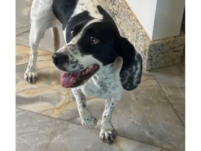 Cachorro raça SRD-ViraLata idade 2 anos nome Não sei