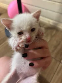 Gato raça SRD-ViraLata idade 2 a 6 meses nome Sem nome