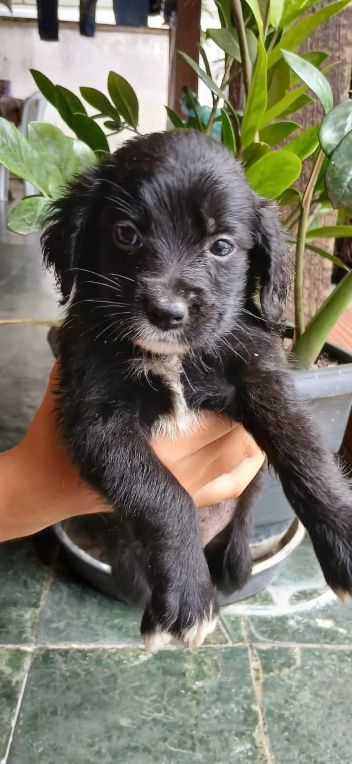 Cachorro raça SRD-ViraLata idade Abaixo de 2 meses nome Rubi