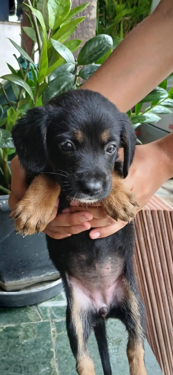 Cachorro raça SRD-ViraLata idade Abaixo de 2 meses nome Rubi