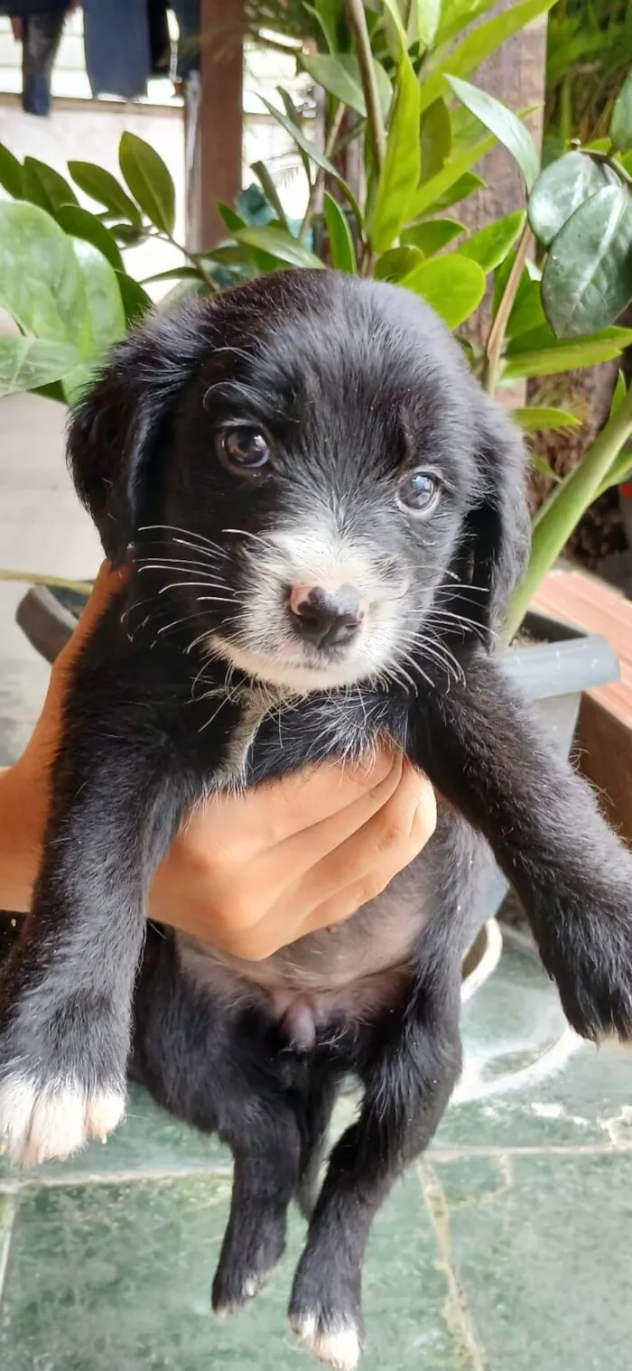 Cachorro raça SRD-ViraLata idade Abaixo de 2 meses nome Rubi