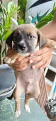 Cachorro raça SRD-ViraLata idade Abaixo de 2 meses nome Rubi