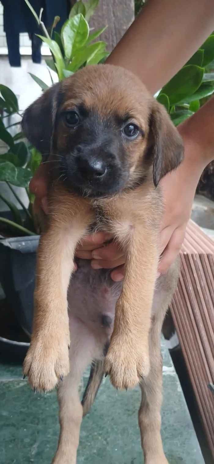 Cachorro raça SRD-ViraLata idade Abaixo de 2 meses nome Rubi, churrasco, picanha, raica, tati, bolinha, zeus, 