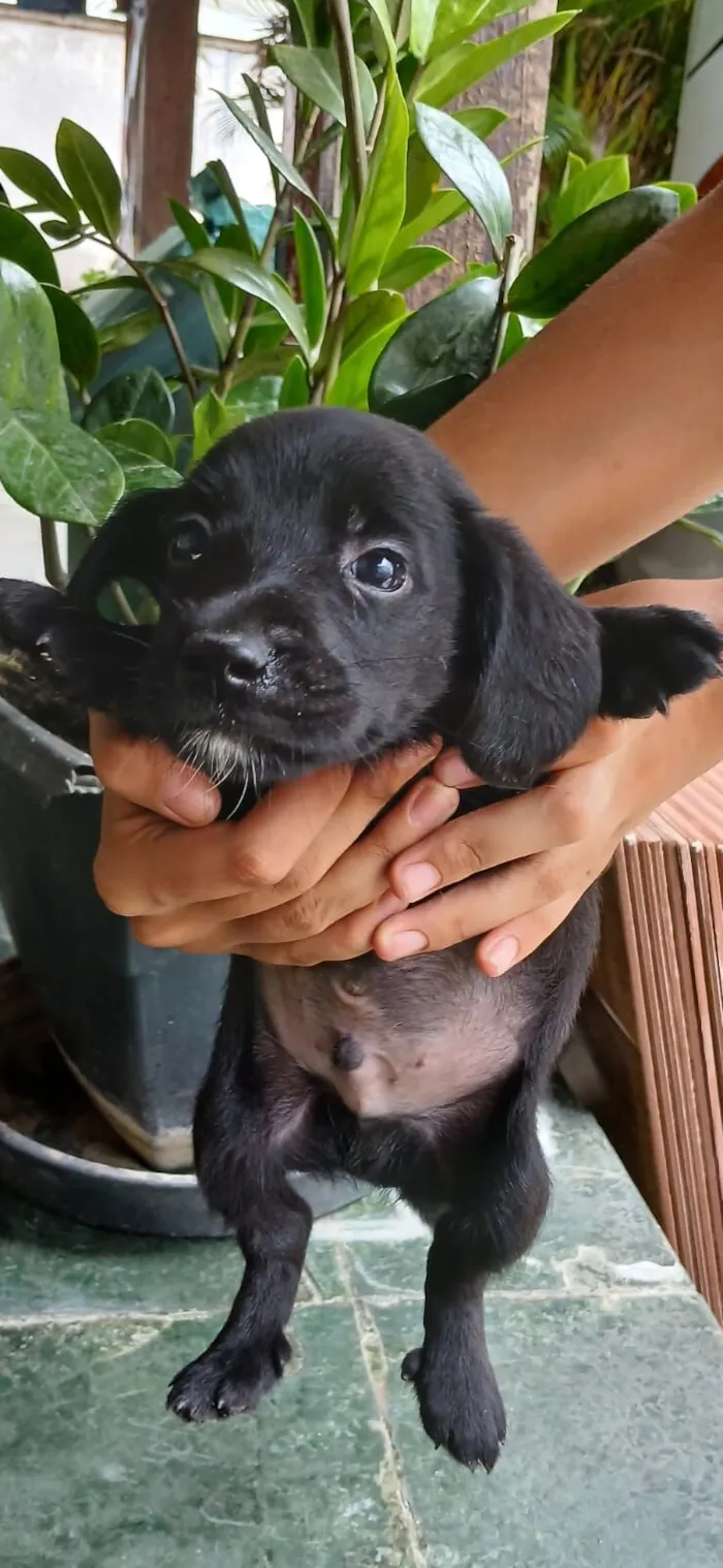 Rubi, churrasco, picanha, raica, tati, bolinha, zeus, 