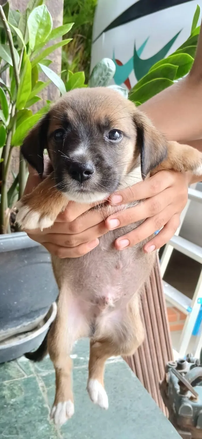 Rubi, churrasco, picanha, raica, tati, bolinha, zeus, 