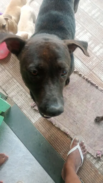 Cachorro raça Pit-Bull idade 2 anos nome Jorge