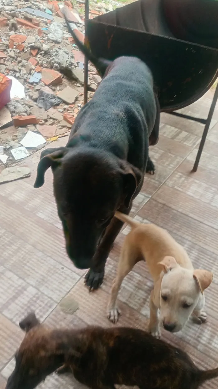 Cachorro raça Pit-Bull idade 2 anos nome Jorge