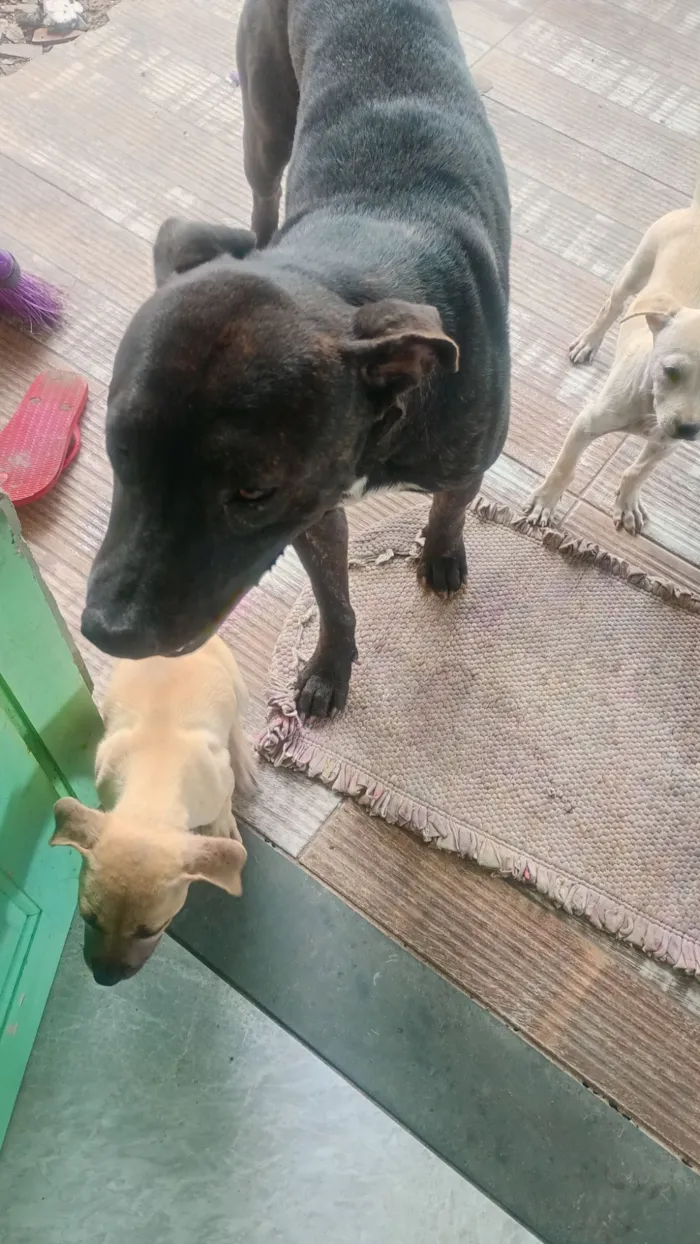 Cachorro raça Pit-Bull idade 2 anos nome Jorge