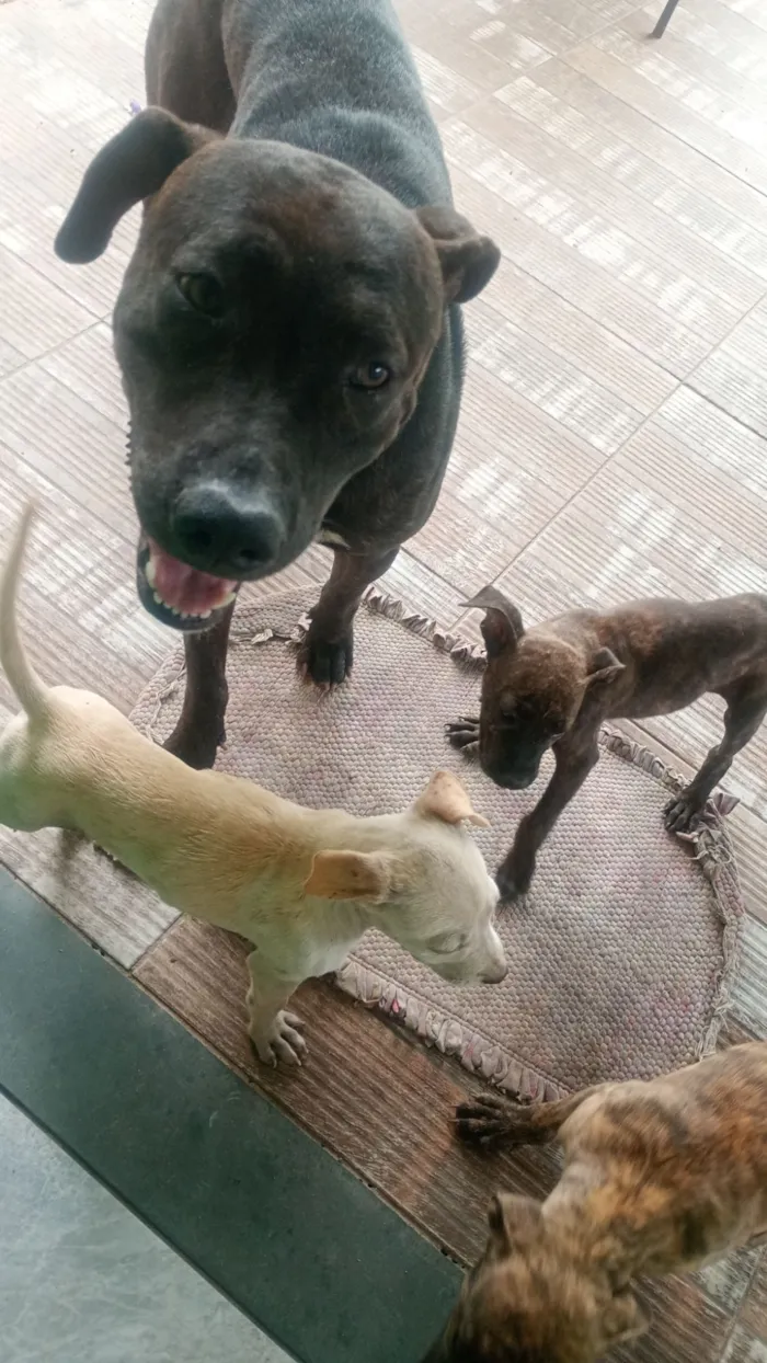 Cachorro raça Pit-Bull idade 2 anos nome Jorge