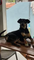 Cachorro raça SRD-ViraLata idade 7 a 11 meses nome Juquinha