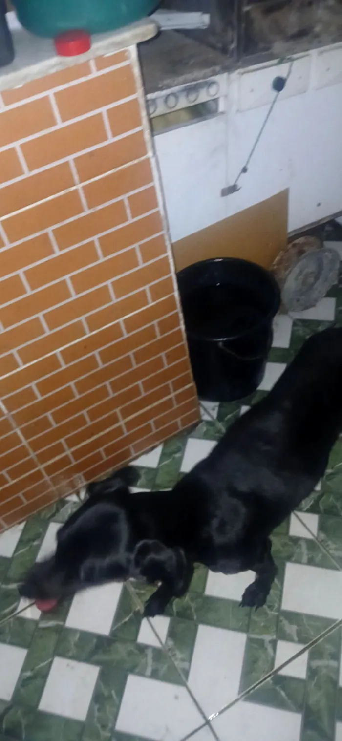 Cachorro raça SRD-ViraLata idade 5 anos nome Kiara