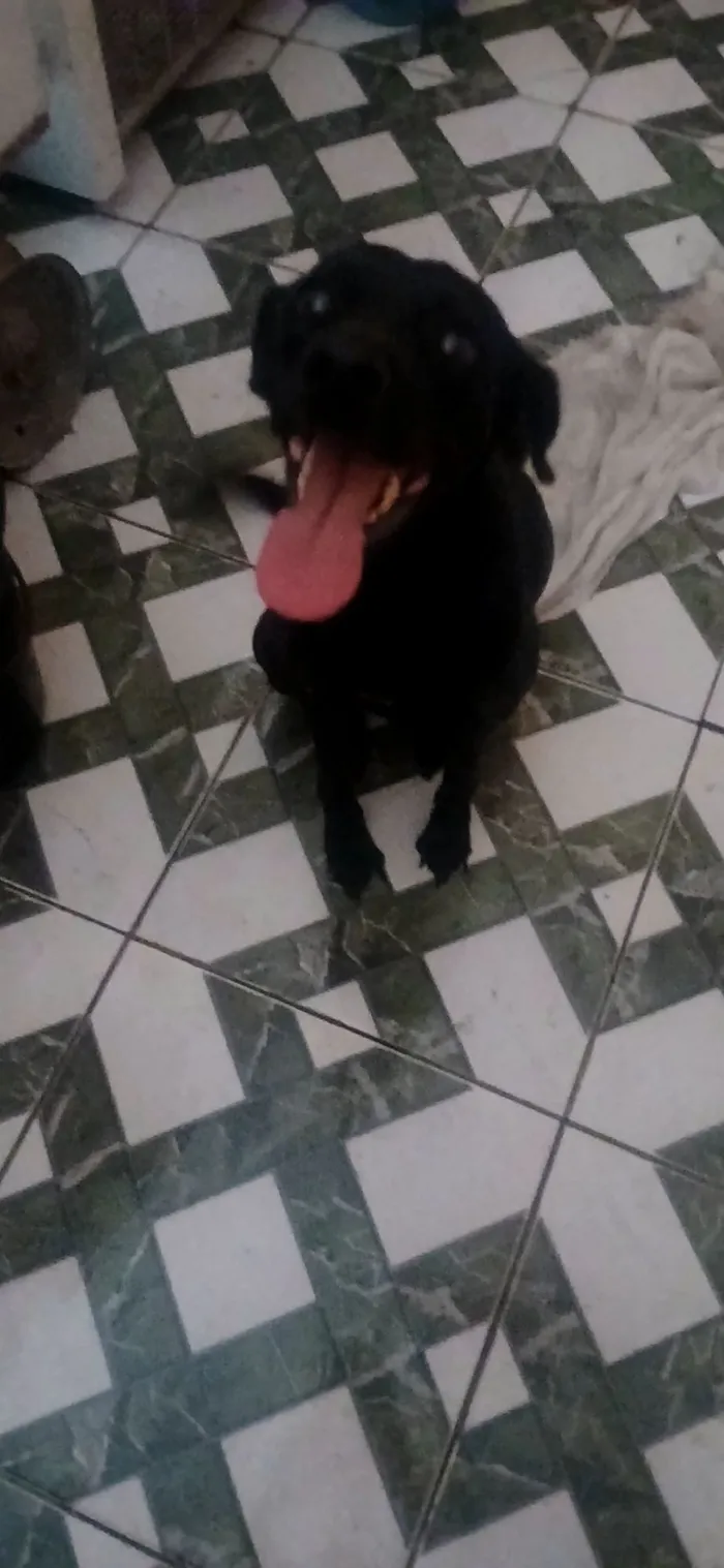 Cachorro raça SRD-ViraLata idade 5 anos nome Kiara