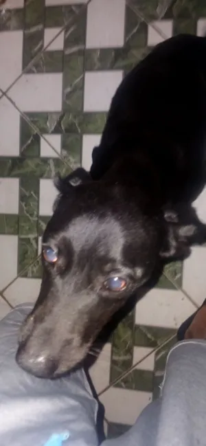 Cachorro raça SRD-ViraLata idade 4 anos nome Kiara