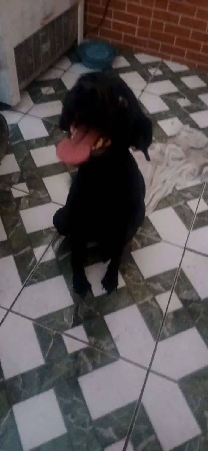 Cachorro raça SRD-ViraLata idade 4 anos nome Kiara