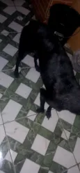 Cachorro raça SRD-ViraLata idade 4 anos nome Kiara