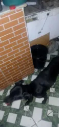 Cachorro raça SRD-ViraLata idade 4 anos nome Kiara