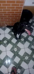 Cachorro raça SRD-ViraLata idade 4 anos nome Kiara