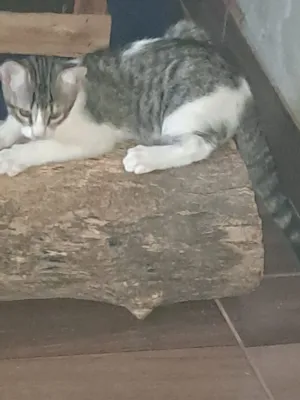 Gato raça SRD-ViraLata idade 2 a 6 meses nome Nina