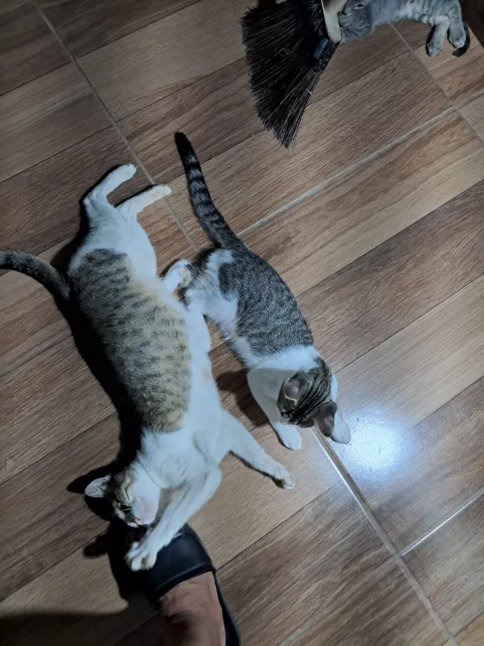 Gato raça SRD-ViraLata idade 2 a 6 meses nome Nina