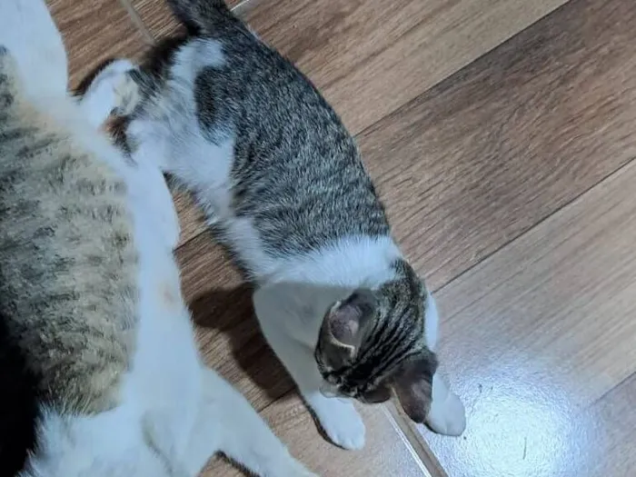 Gato raça SRD-ViraLata idade 2 a 6 meses nome Nina