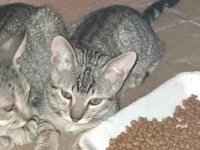 Gato raça SRD-ViraLata idade 2 a 6 meses nome Max