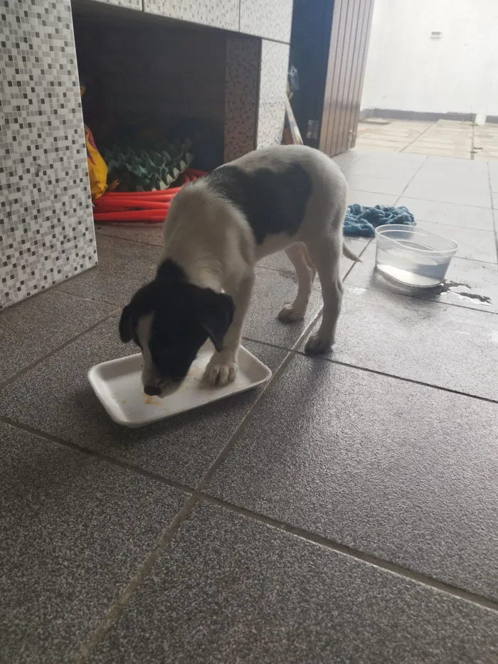 Cachorro raça SRD-ViraLata idade 2 a 6 meses nome Vitória 