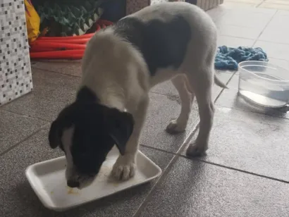 Cachorro raça SRD-ViraLata idade 2 a 6 meses nome Vitória 