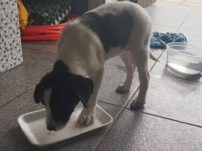 Cachorro raça SRD-ViraLata idade 2 a 6 meses nome Vitória 