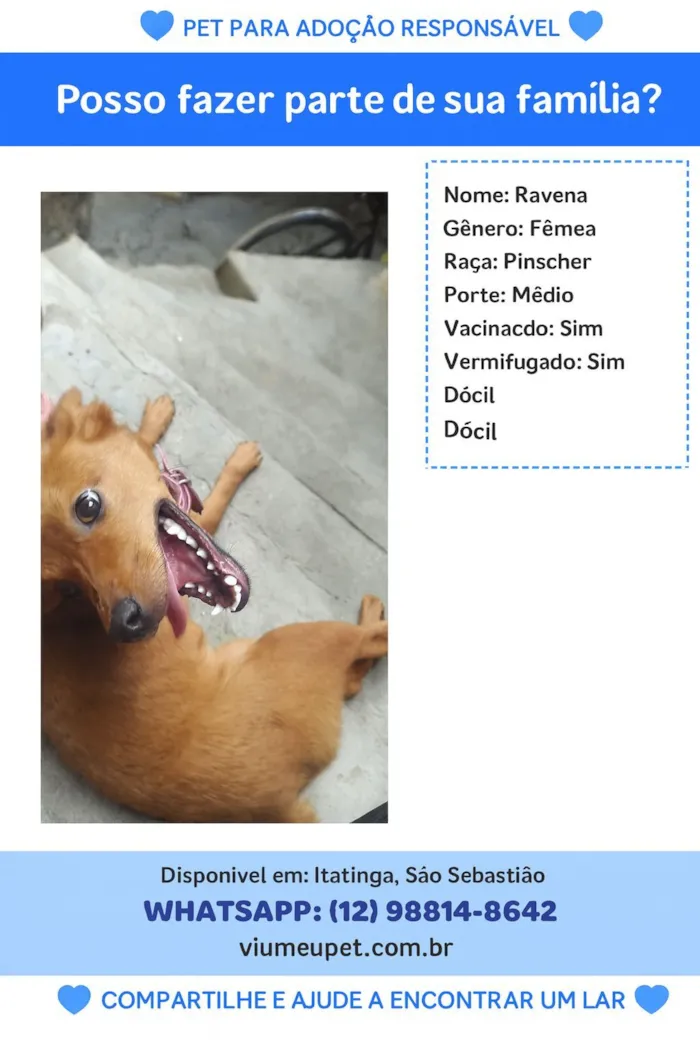 Cachorro raça Pinscher idade 4 anos nome CARLEILTON SANTOS DE SANTANA