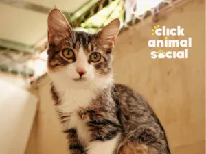 Gato raça SRD-ViraLata idade 2 a 6 meses nome Kyle