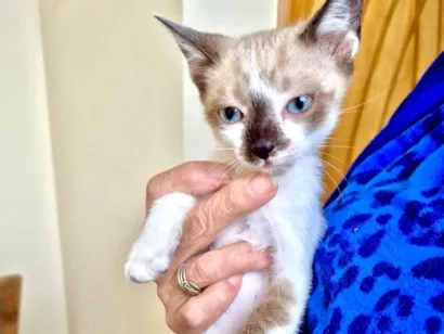 Gato raça SRD-ViraLata idade Abaixo de 2 meses nome Yin bb2meses lindo 