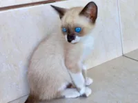 Gato raça Siamês idade Abaixo de 2 meses nome Momo bb2meses Linda 