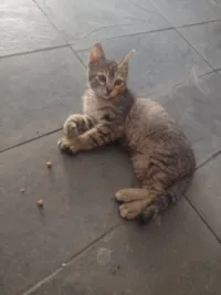 Gato raça SRD-ViraLata idade 2 a 6 meses nome Ritinha