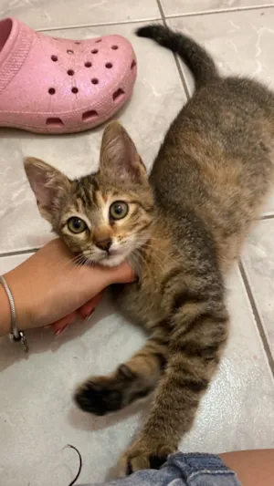 Gato raça SRD-ViraLata idade 2 a 6 meses nome Rita Lee
