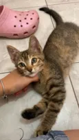 Gato raça SRD-ViraLata idade 2 a 6 meses nome Rita Lee