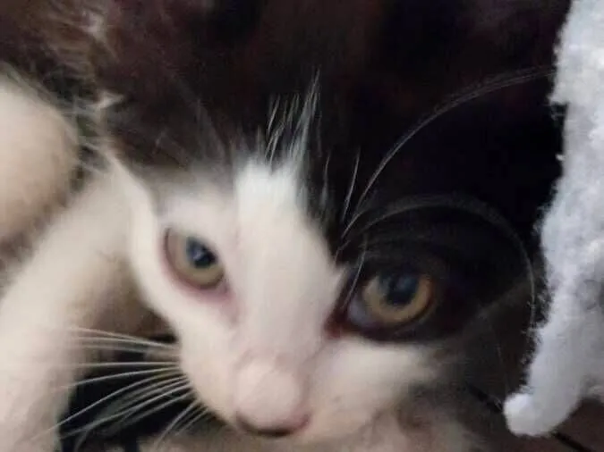 Gato raça SRD-ViraLata idade 2 a 6 meses nome frajola