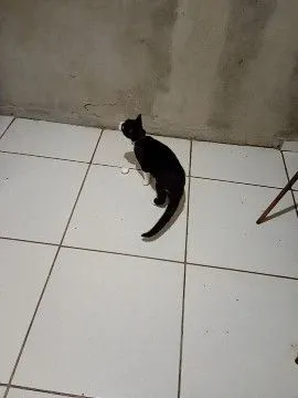 Gato raça SRD-ViraLata idade 2 a 6 meses nome Frajola 