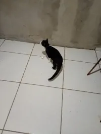 Gato raça SRD-ViraLata idade 2 a 6 meses nome Frajola 