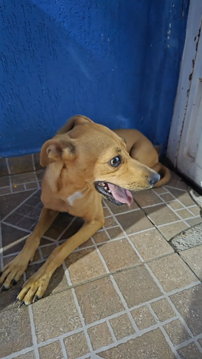 Cachorro raça SRD-ViraLata idade 7 a 11 meses nome Perguntei pra ela mas não respondeu