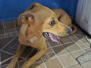 Cachorro raça SRD-ViraLata idade 7 a 11 meses nome Perguntei pra ela mas não respondeu