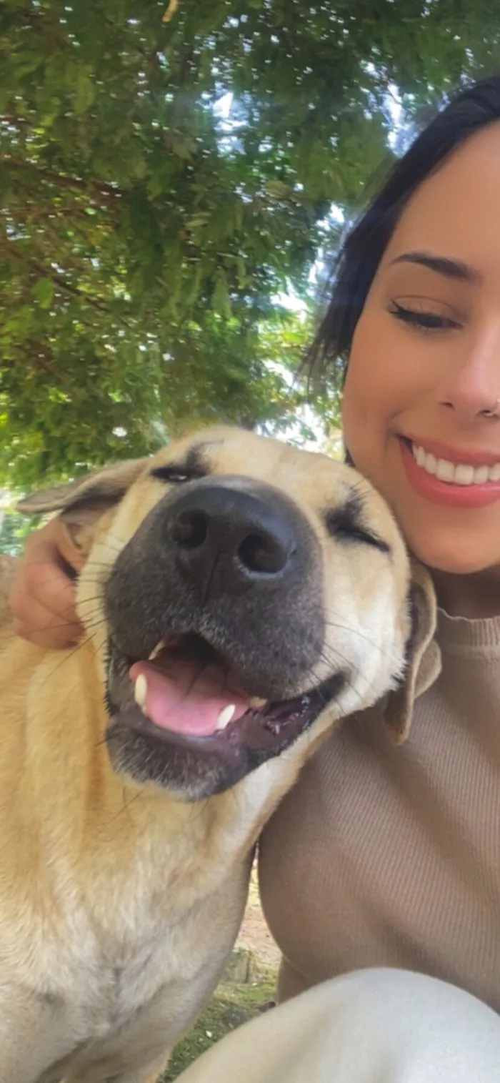 Cachorro raça SRD-ViraLata idade 4 anos nome Carmela 