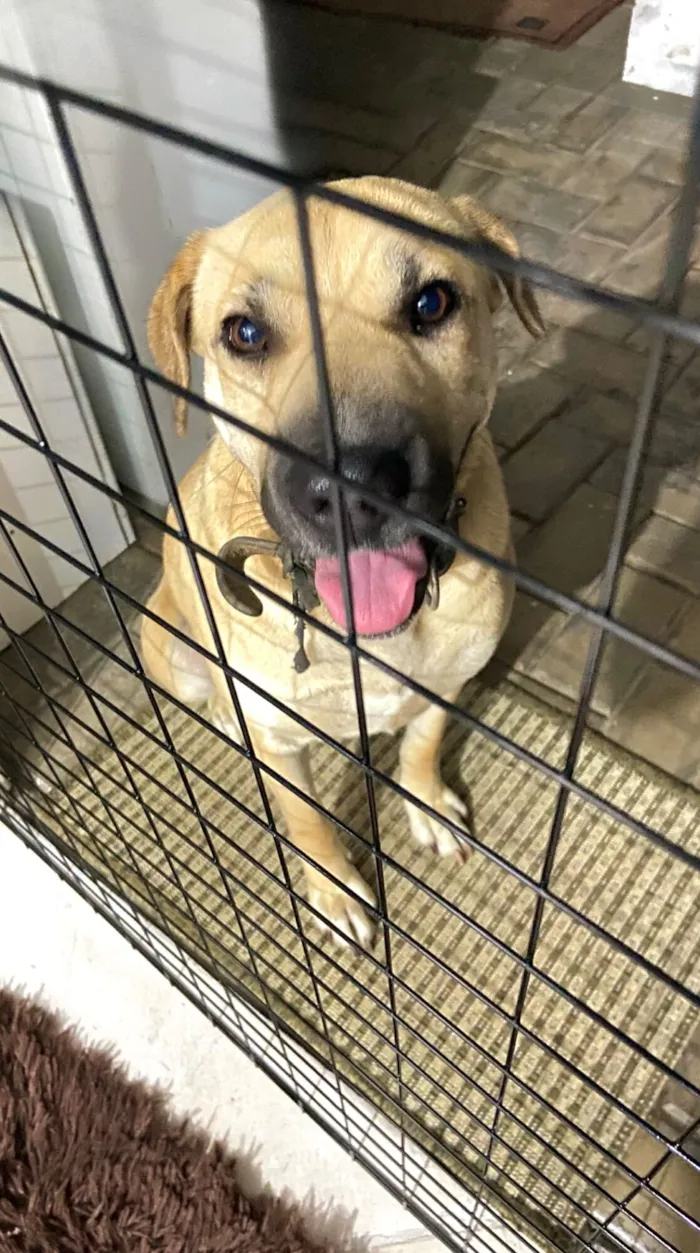 Cachorro raça SRD-ViraLata idade 4 anos nome Carmela 